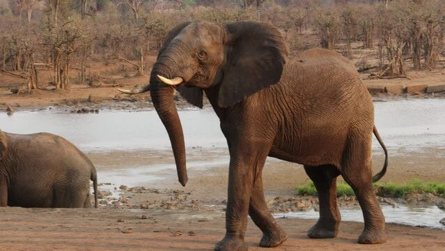 A young bull elephant showing it is annoyed by using mock aggression towards people watching it at a hide in Punda Maria camp in the Kruger National Park in South Africa.
