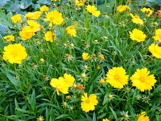 Yellow flowers of lance-leaved coreopsis (Coreopsis lanceolata) in garden. Textured