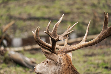 Close-up of huge antlers of a deer buck. Antlers of a male deer