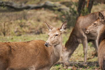 Naklejka na ściany i meble Close-up of a young female deer (Cervidae)