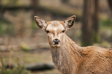 Close-up of a young female deer isolated (Cervidae)