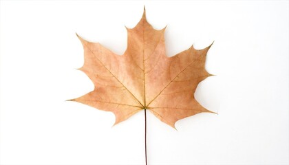 Obraz premium maple leaf isolated on white