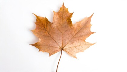 Obraz premium maple leaf isolated on white