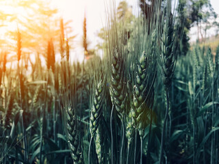 wheat
wheat field
ears of wheat
wheat...
