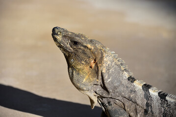 Black spiny-tailed iguana
