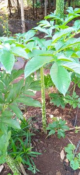 Amorphophallus paeoniifolius or porang or suweg
