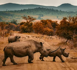 Keuken spatwand met foto rhino in the savannah © kityy