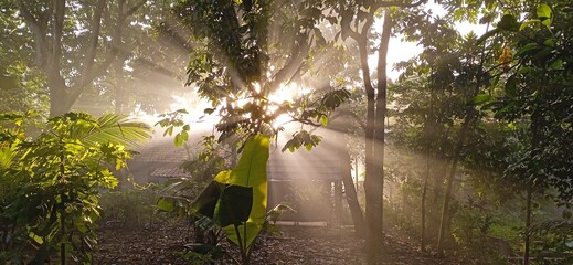 the beautiful morning light  among the leaves