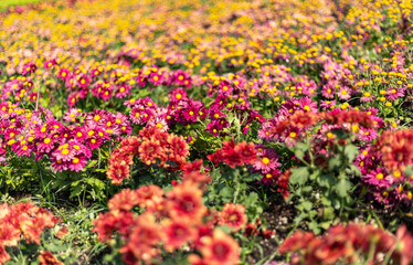 Fototapeta na wymiar Campo de flores multicolor, horizonte naturaleza.
