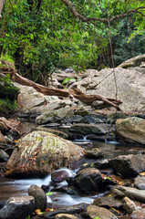 rainforest creek, Far North Queensland, Australia