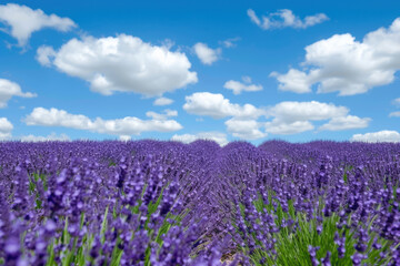 Fototapeta premium field of lavender, with a blue sky and white clouds in the background