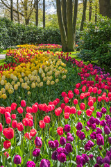 Fototapeta na wymiar Spring tulip bulb field in garden at Lisse near Amsterdam Holland Netherlands
