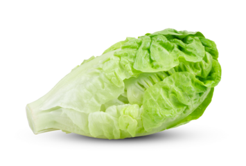 Green baby cos lettuce isolated on transparent png