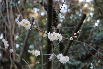 梅の花