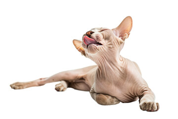Hairless cat licking itself clean, isolated on transparent background.