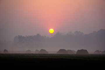 The villages of Bangladesh are covered in fog on winter mornings. The sun is coming up.