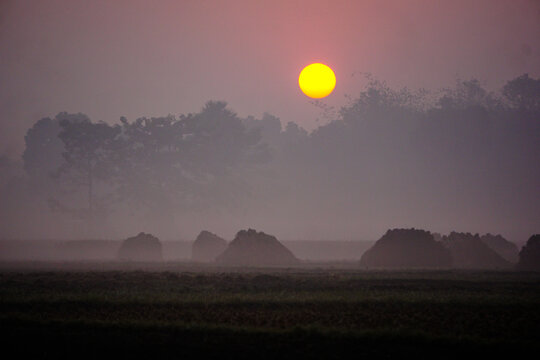 The villages of Bangladesh are covered in fog on winter mornings. The sun is coming up.