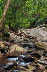 rainforest creek, Far North Queensland, Australia
