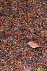 rainforest creek detail, Queensland, Australia