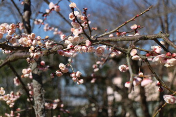 梅の花　藤牡丹枝垂