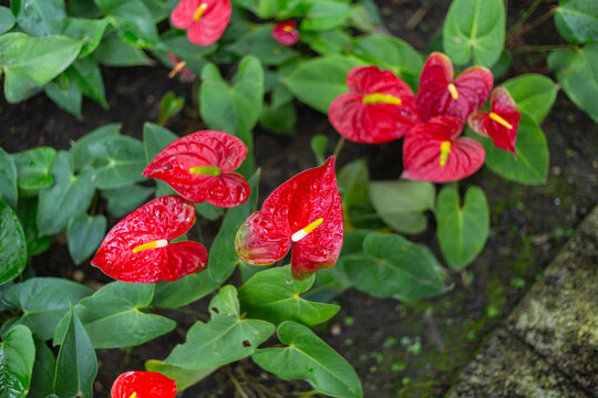 Conjunto de flores anturios rojos con pistilo amarillo y varias ojas verdes. Vistas desde arriba.