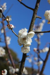 梅の花　玉牡丹