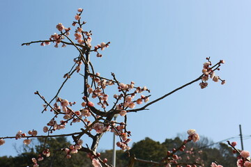 梅の花　藤牡丹枝垂