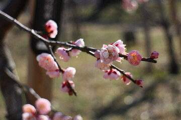 梅の花　藤牡丹枝垂