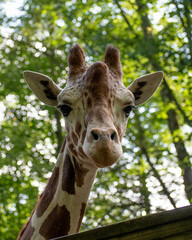 portrait of a giraffe