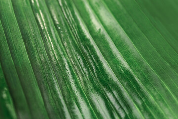 Green texture of banana palm tree leaf. Close up nature background for design. Striped lines on...