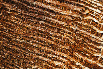 Textured Coconut Coir Close-up. Macro photography of coconut coir fibers showing layered textures. Vivid brown colored aesthetic organic plant texture, monochrome nature pattern as background