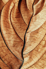 Autumn Dried leaf closeup at sunlight, macro trend, brown leaf as nature background. Fall aesthetic...