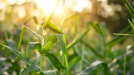 Corn crops growing in the agricultural plantation with beautiful warm sunshine
