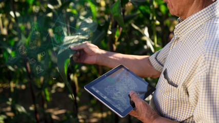 Senior farmer using digital tablet and examining young corn plants in the field. Smart farming concept