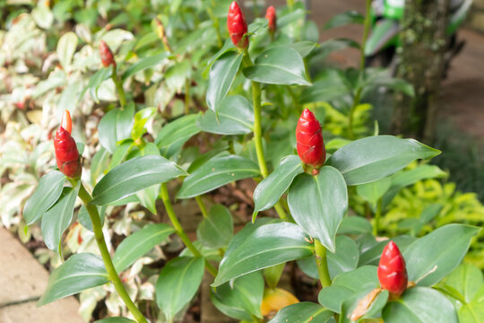 Red button ginger flower or Costus Woodsonii in the tropical garden