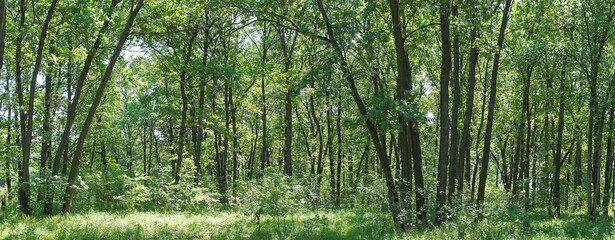 Fototapeta na wymiar Panorama of the forest on a quiet sunny summer day.