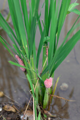 Rice snail eggs stick to rice plants