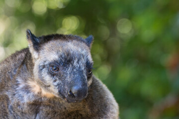 Obraz premium Lumholz Tree Kangaroo, Queensland, Australia