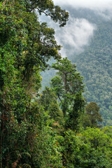 Rainforest, Wooroonooran National Park, Queensland, Australia