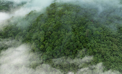 Aerial view of dark green misty landscape. Morning time. Rich natural ecosystem, humid forest. Natural forest conservation concept