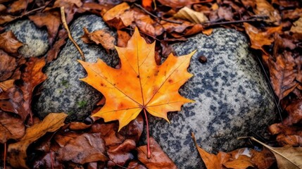 maple leaves on forest floor with nature patterns with stone and leaf 