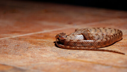 Sri Lanka Cat Snake: Exquisite Elegance in Boiga Ceylonensis