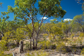 Outback Scenery, Bushland, Queensland, Australia