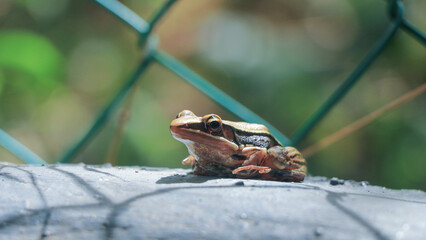 Enchanting Amphibian: Close-Up of a Fascinating Frog