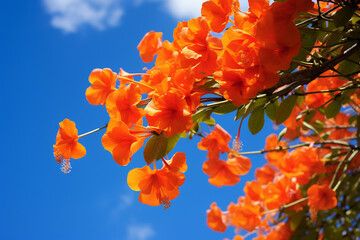 Vibrant Orange Bougainvillea Flowers Against a Clear Blue Sky. Tropical Beauty and Nature Concept