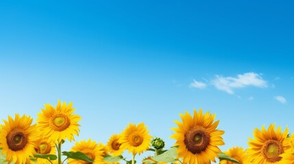 Obraz premium A bright sunflower field under a clear sky offers ample copy space for independence day content