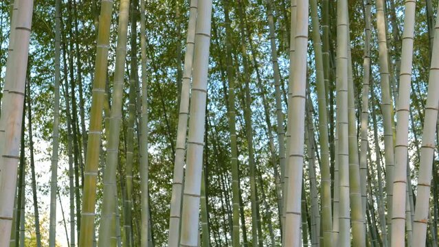 green bamboo forest in the daylight