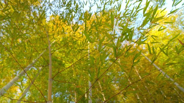 Environment ecology image of bamboo forest