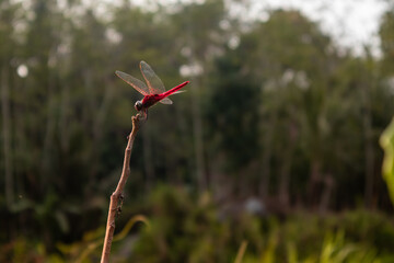 red dragonfly perched on a tree branch