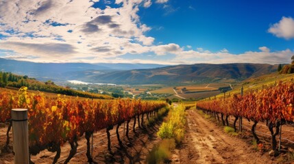 Fototapeta premium A panoramic view of a vineyard in the autumn harvest